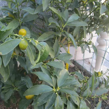 Sunset Apartmants דירה